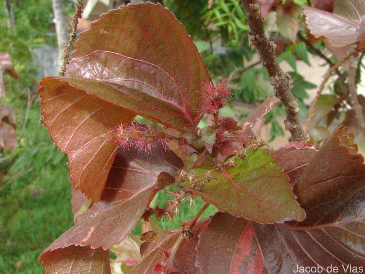 Acalypha wilkesiana Müll.Arg.